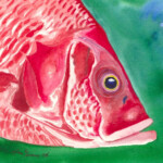 Red Snapper watercolor Red Snapper