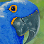 Basilio the Blue Parrot Basilio the Blue Parrot