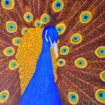 Hawaiian Peacock Hawaiian Peacock