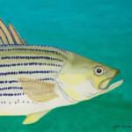 Striped Bass Profile WC Striped Bass Profile WC