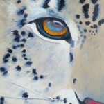 Snow Leopard eye Snow Leopard eye