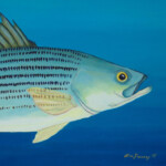 Striper Bass profile Striper Bass profile