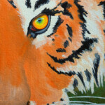 Tiger Eye Tiger Eye